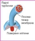 Цитоплазма, цитоскелет та немембранні органели » mozok.click